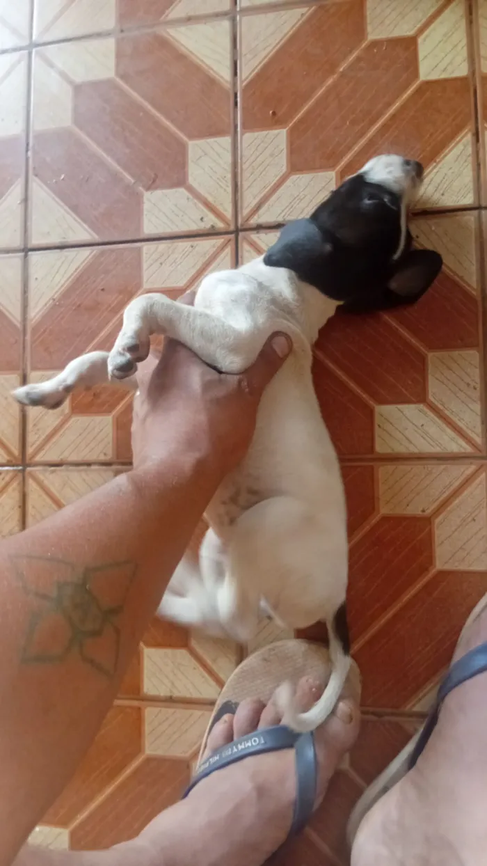 Cachorro raça Labrador idade 2 a 6 meses nome Alexandre Klein