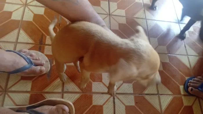 Cachorro raça Labrador idade 2 a 6 meses nome Alexandre Klein