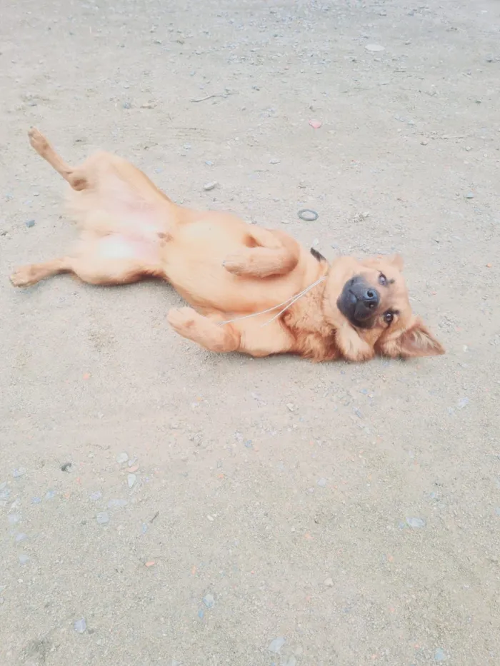 Cachorro raça SRD-ViraLata idade 1 ano nome Tobby 