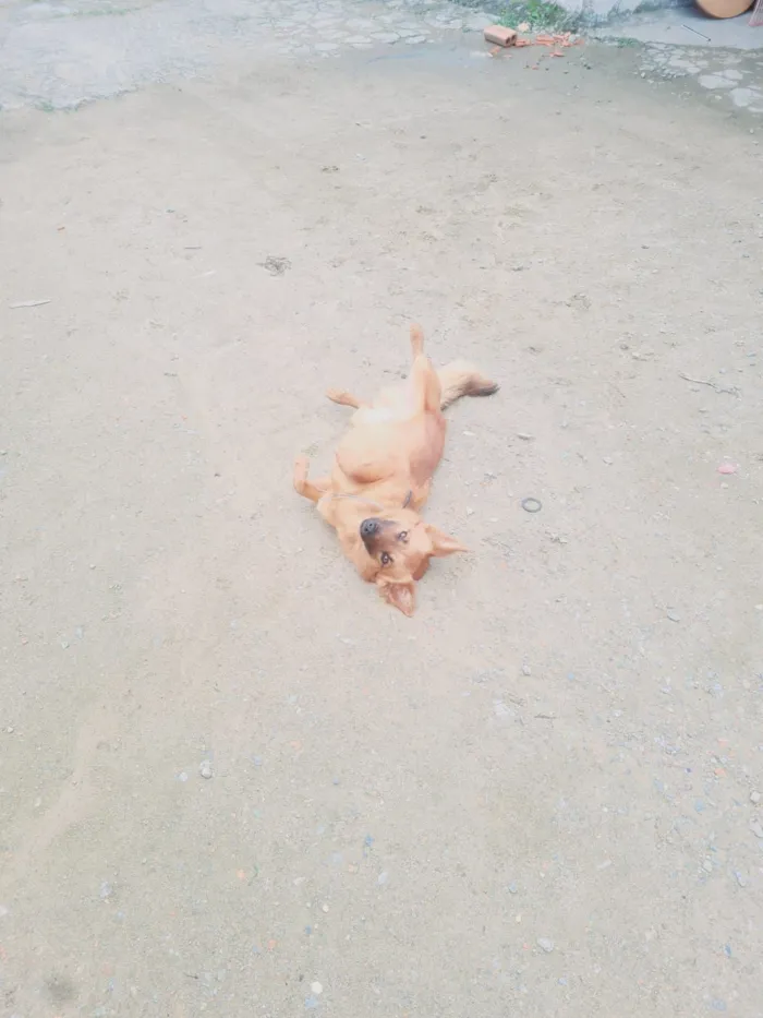 Cachorro raça SRD-ViraLata idade 1 ano nome Tobby 