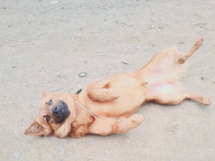 Cachorro raça SRD-ViraLata idade 1 ano nome Tobby 