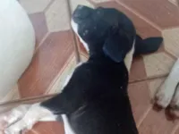 Cachorro raça Labrador idade 2 a 6 meses nome Alexandre Klein