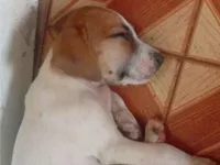 Cachorro raça Labrador idade 2 a 6 meses nome Alexandre Klein