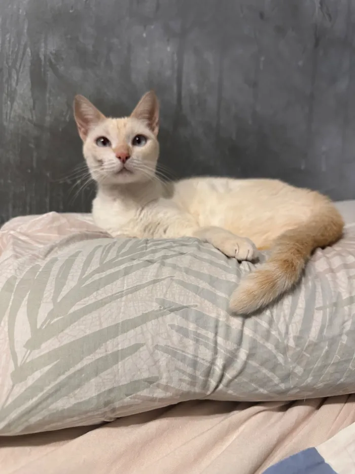 Gato raça SRD-ViraLata idade 3 anos nome Sabrina 