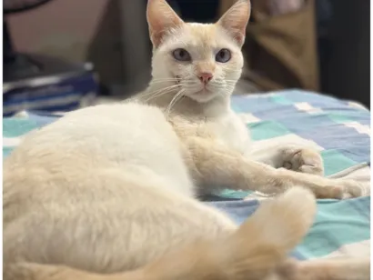 Gato raça SRD-ViraLata idade 3 anos nome Sabrina 