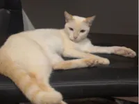 Gato raça SRD-ViraLata idade 3 anos nome Sabrina 