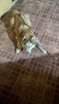 Cachorro raça Husky Siberiano idade 1 ano nome Theo 