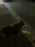 Cachorro raça Husky Siberiano idade 1 ano nome Theo 
