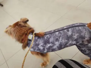 Cachorro raça SRD-ViraLata idade 2 anos nome Miller