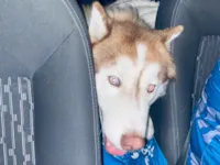 Cachorro raça Husky Siberiano idade 1 ano nome Theo 