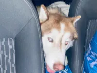 Cachorro raça Husky Siberiano idade 1 ano nome Theo
