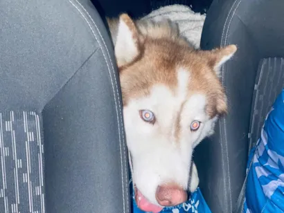Cachorro raça Husky Siberiano idade 1 ano nome Theo