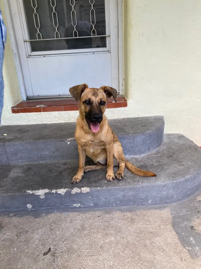 Cachorro raça SRD-ViraLata idade 7 a 11 meses nome PRINCESA