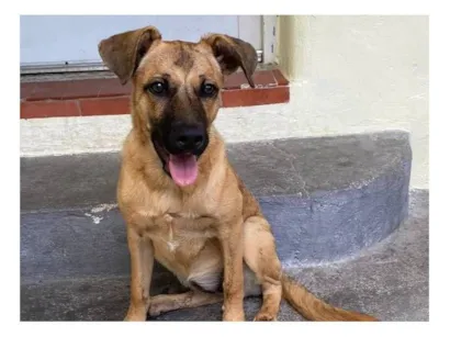 Cachorro raça SRD-ViraLata idade 7 a 11 meses nome PRINCESA