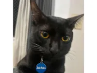 Gato raça SRD-ViraLata idade 2 anos nome João Pedro 