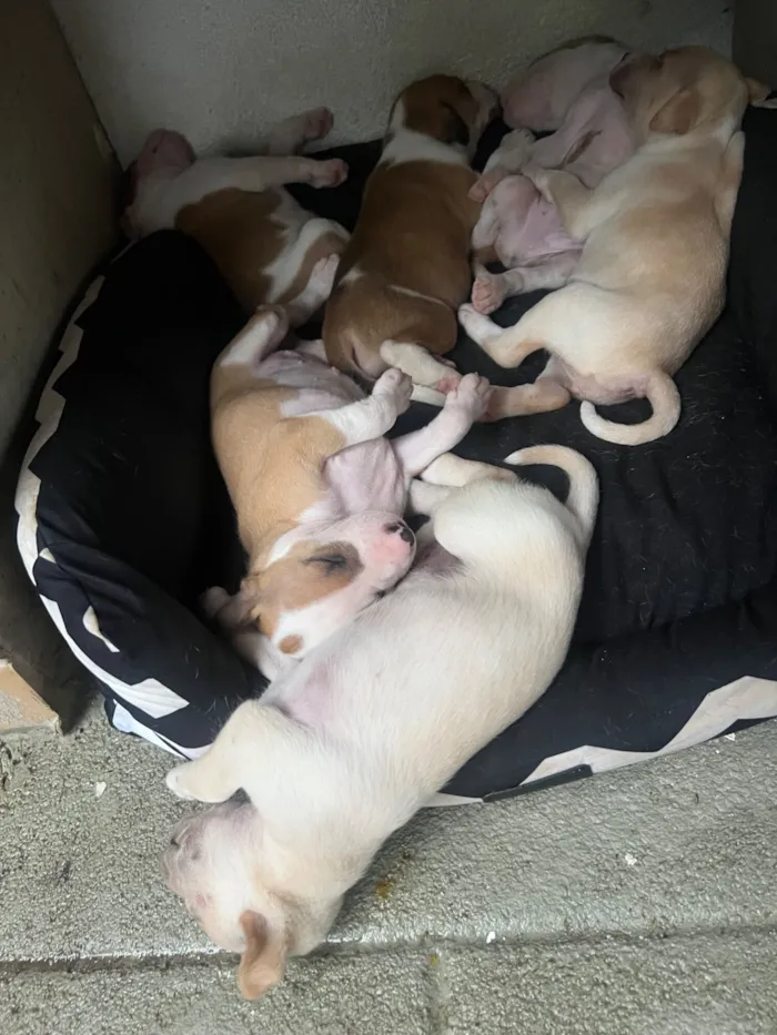 Cachorro raça SRD-ViraLata idade Abaixo de 2 meses nome Cristal