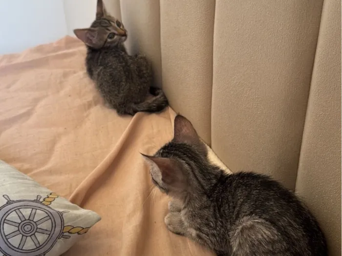 Gato raça SRD-ViraLata idade 2 a 6 meses nome 2 gatinhas