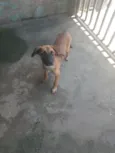 Cachorro raça SRD-ViraLata idade 2 a 6 meses nome escoob 