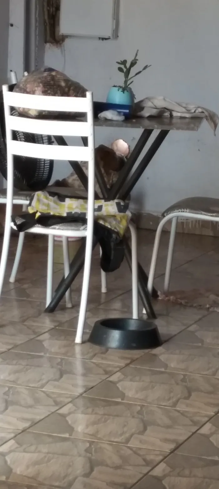 Cachorro raça São Bernardo idade 3 anos nome Bethoveen 