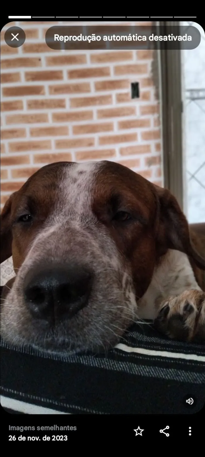 Cachorro raça São Bernardo idade 3 anos nome Bethoveen 