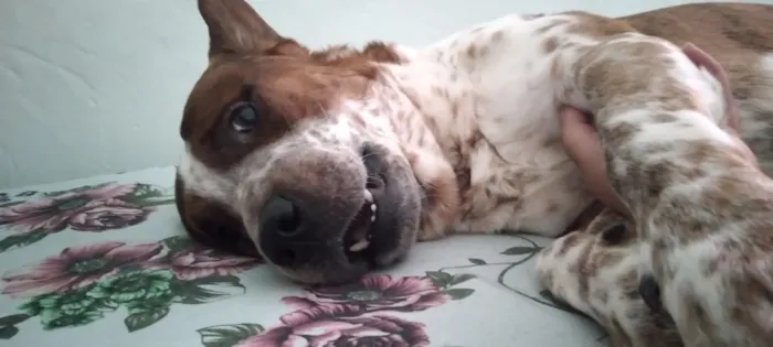 Cachorro raça São Bernardo idade 3 anos nome Bethoveen 