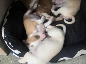 Cachorro raça SRD-ViraLata idade Abaixo de 2 meses nome Cristal