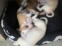 Cachorro raça SRD-ViraLata idade Abaixo de 2 meses nome Cristal