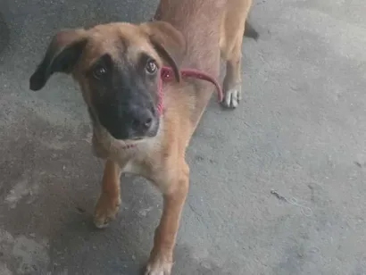 Cachorro raça SRD-ViraLata idade 2 a 6 meses nome escoob 