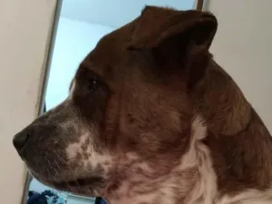 Cachorro raça São Bernardo idade 3 anos nome Bethoveen 