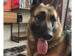 Cachorro raça Pastor Alemão idade 3 anos nome Hanna