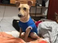 Cachorro raça SRD-ViraLata idade 3 anos nome Lucas/Tico