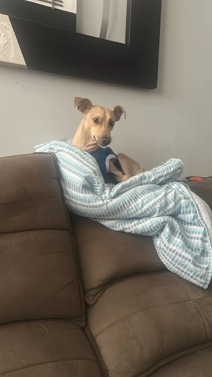 Cachorro raça SRD-ViraLata idade 3 anos nome Lucas/Tico