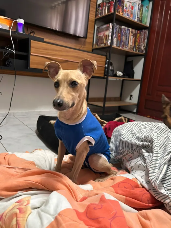 Cachorro raça SRD-ViraLata idade 3 anos nome Lucas/Tico