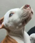 Cachorro raça Pit-Bull idade 2 a 6 meses nome Filhote Pitbull 