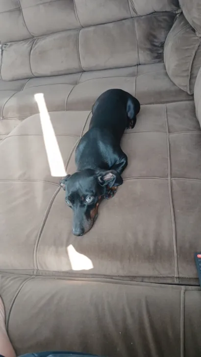 Cachorro raça Pequinês idade 2 anos nome Scooby 