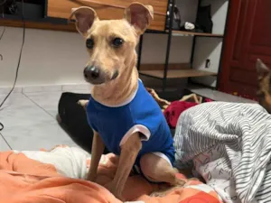 Cachorro raça SRD-ViraLata idade 3 anos nome Lucas/Tico