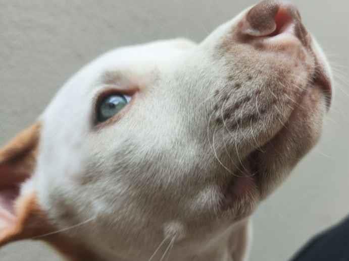 Cachorro raça Pit-Bull idade 2 a 6 meses nome Filhote Pitbull 