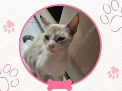 Gato raça SRD-ViraLata idade 1 ano nome Kiara