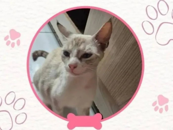 Gato raça SRD-ViraLata idade 1 ano nome Kiara