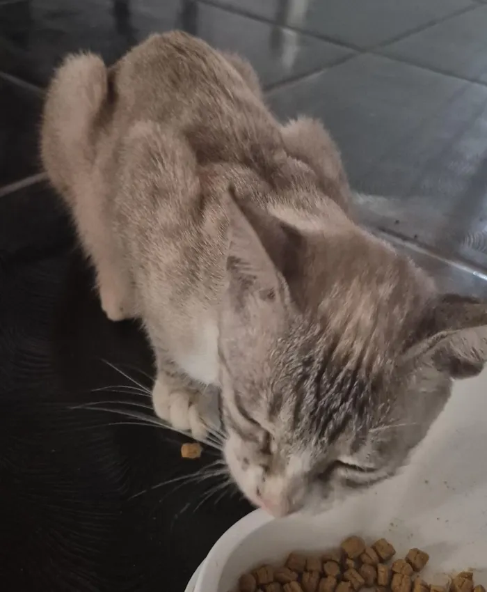 Gato raça SRD-ViraLata idade 1 ano nome Kiara