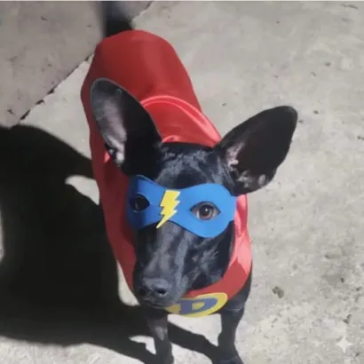 Cachorro raça SRD-ViraLata idade 2 anos nome Messi 