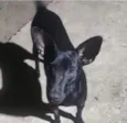Cachorro raça SRD-ViraLata idade 2 anos nome Messi 