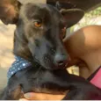 Cachorro raça SRD-ViraLata idade 2 anos nome Messi 