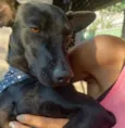 Cachorro raça SRD-ViraLata idade 2 anos nome Messi 