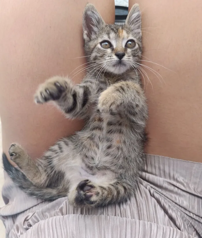 Gato raça SRD-ViraLata idade 2 a 6 meses nome Chamo ela de gatinha... Vou deixar o novo tutor dar um nome pra ela. 