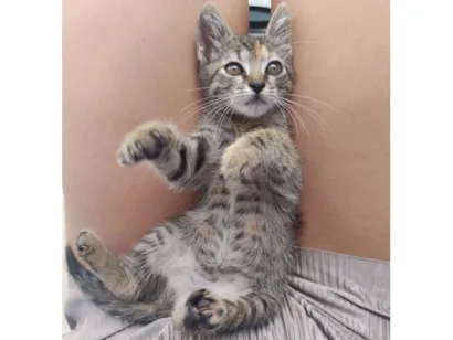 Chamo ela de gatinha... Vou deixar o novo tutor dar um nome pra ela. 
