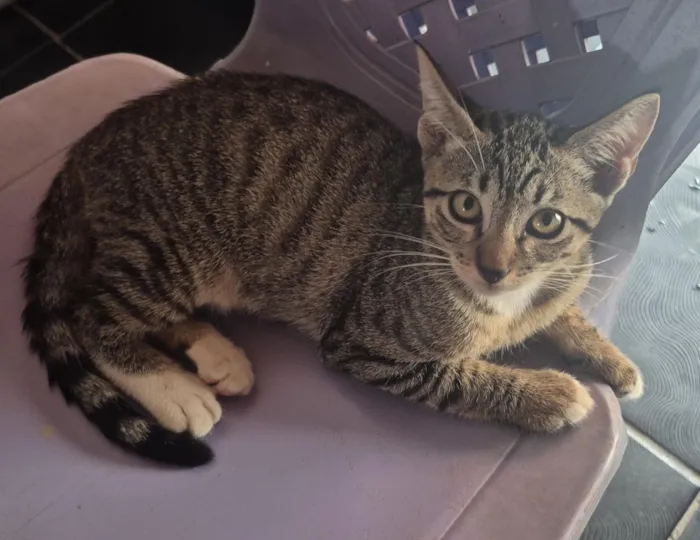 Gato raça SRD-ViraLata idade 2 a 6 meses nome Ele não tem nome 