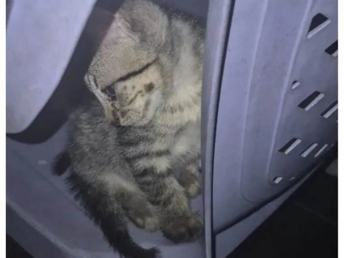 Gato raça SRD-ViraLata idade 2 a 6 meses nome Ele não tem nome 