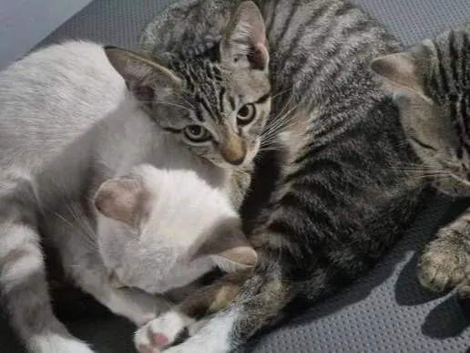 Gato raça SRD-ViraLata idade 2 a 6 meses nome Ele não tem nome 