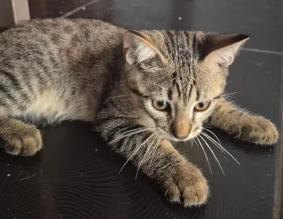 Gato raça SRD-ViraLata idade 2 a 6 meses nome Sem nome definido 